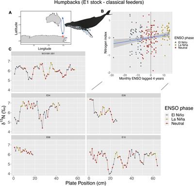 Stable Isotope Oscillations in Whale Baleen Are Linked to Climate Cycles, Which May Reflect Changes in Feeding for Humpback and Southern Right Whales in the Southern Hemisphere